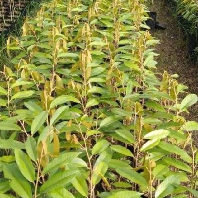 

Terlaris Bibit Durian Montong Kaki 1