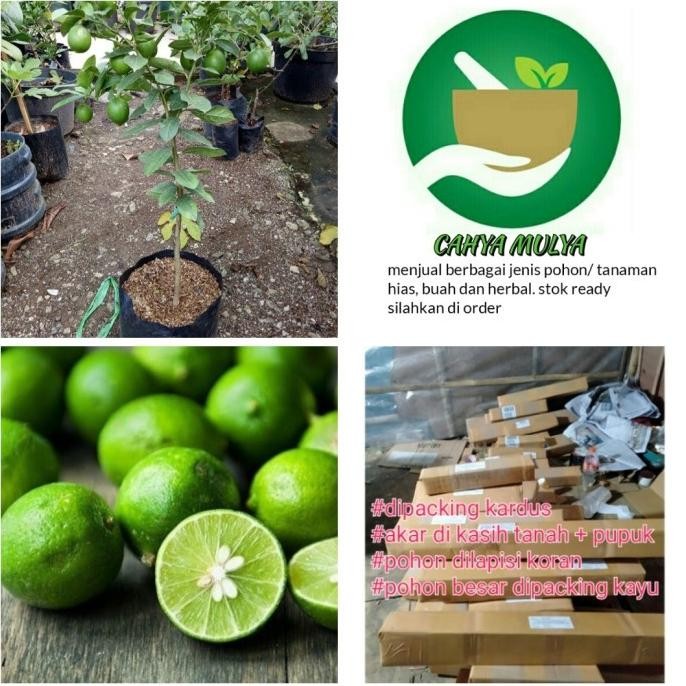 

Terlaris Premium Bibit Tanaman Pohon Buah Jeruk Nipis Cepat Berbuah
