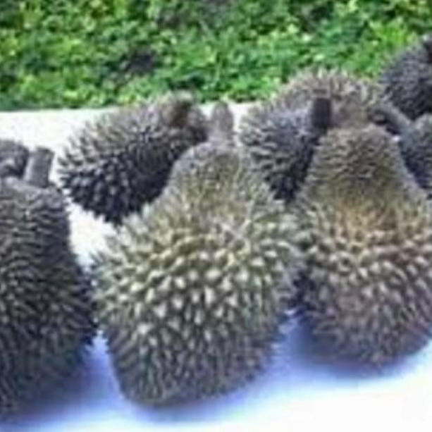 

Terlaris Bibit Durian Bawor Kaki 3 Panjang 150 Cm
