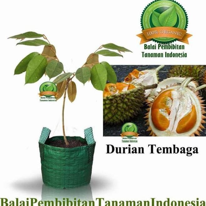 

Terlaris Kw Wahid! Bibit Durian Tembaga / Bibit Buah / Tanaman Kw1