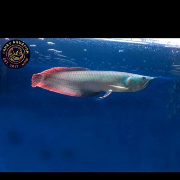 Terlaris Hiasan Aquarium - Arwana Silver Red 7-20Cm