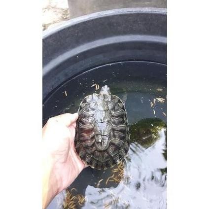 Terlaris Hiasan Aquarium Kura-Kura Brazil Juve Garansi