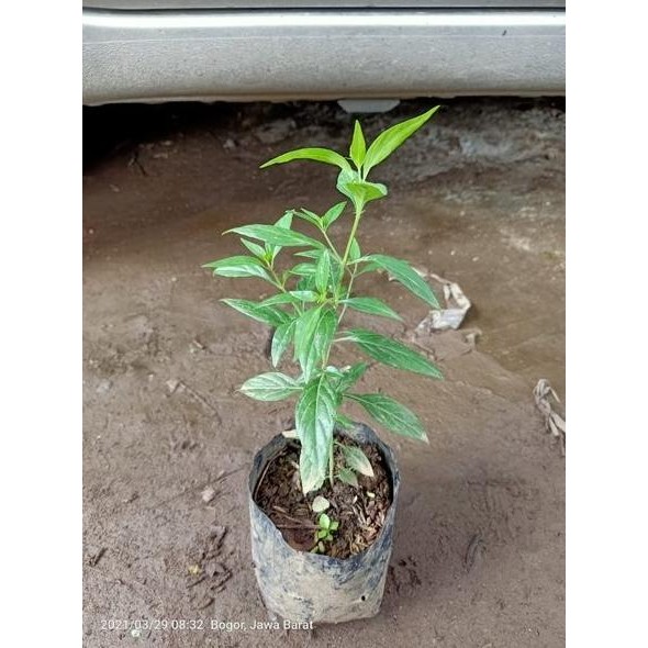 

Terlaris Best Product Bibit Pohon Daun Sambiloto Tanaman Obat Herbal