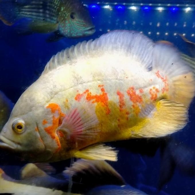 Terlaris Hiasan Aquarium Ikan Oscar Albino Big Size Ikan Predator Tankmate.