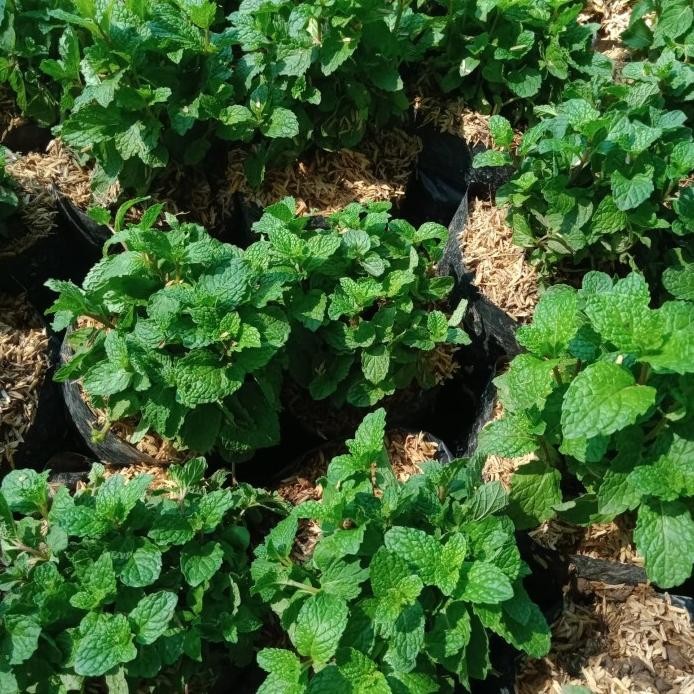 

Terlaris Bibit Daun Mint Super Berkuwalitas Dan Daun Sdh Rimbun.