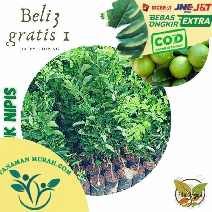 

Terlaris Bibit Jeruk Nipis Super Unggul