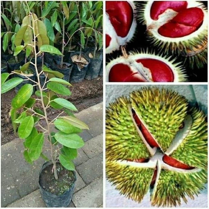 

Terlaris Bibit Buah Durian Merah Banyuwangi Okulasi