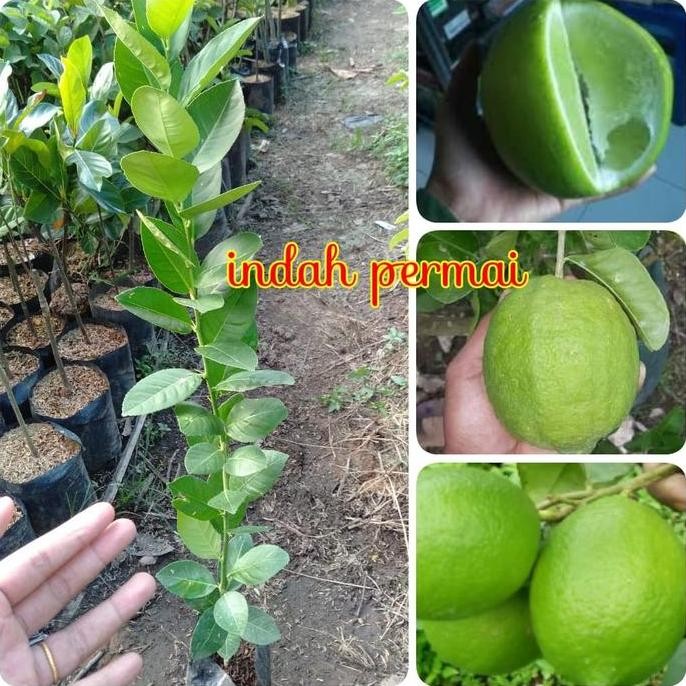 

Terlaris Bibit Jeruk Nipis Bangkok Asli