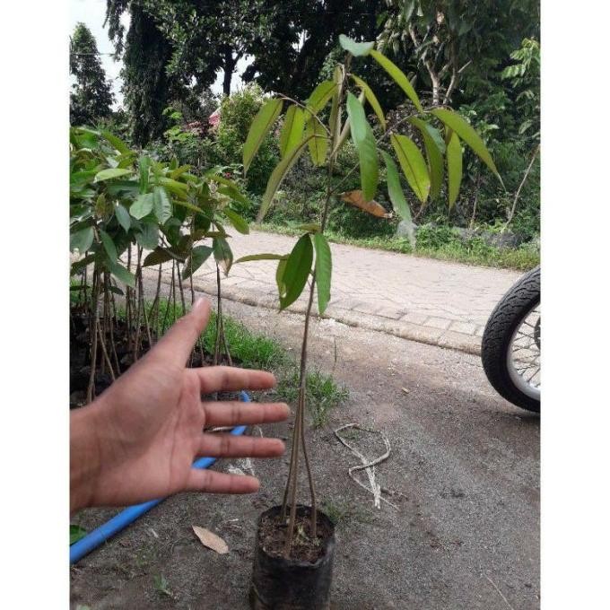 

Terlaris Bibit Tanaman Buah Durian Musangking Kaki 3-Musangking Kaki 3-Bibit Durian Unggul Kaki 3