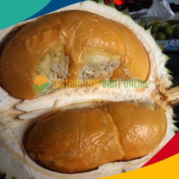 

Terlaris Bibit Tanaman Durian Buah Durian Duri Hitam/Ochee
