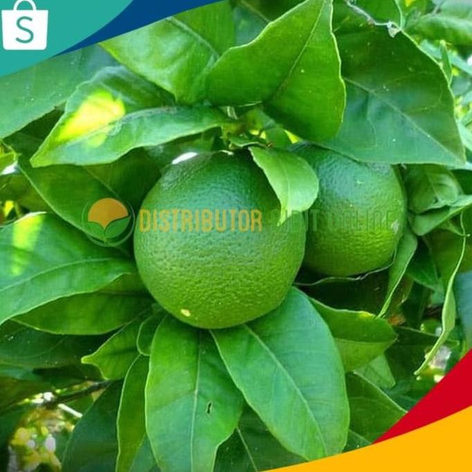 

Terlaris Bibit Jeruk Nipis Jumbo Hasil Okulasi Cepat Berbuah