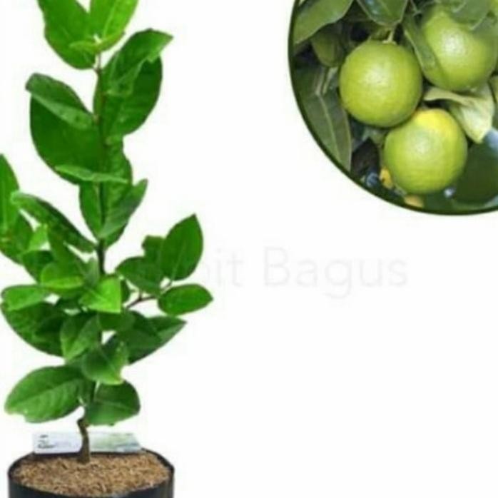 

Terlaris Bibit Jeruk Nipis Non Biji