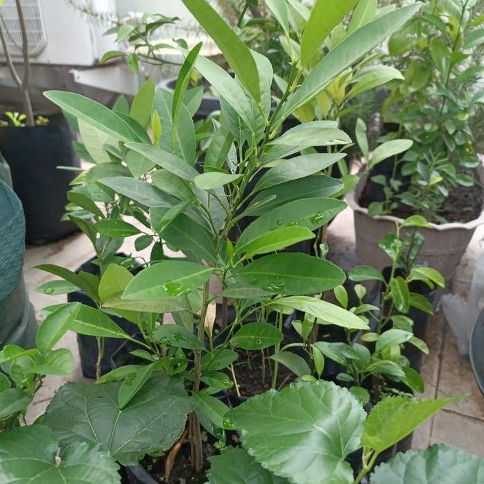 

Terlaris Bibit Unggul Jeruk Nipis