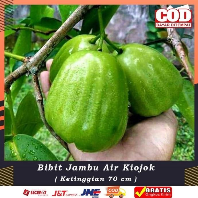 

Terlaris Terlaris Bibit Jambu Air Kio Jok Bibit Buah Jambu Air Unggul Hasil