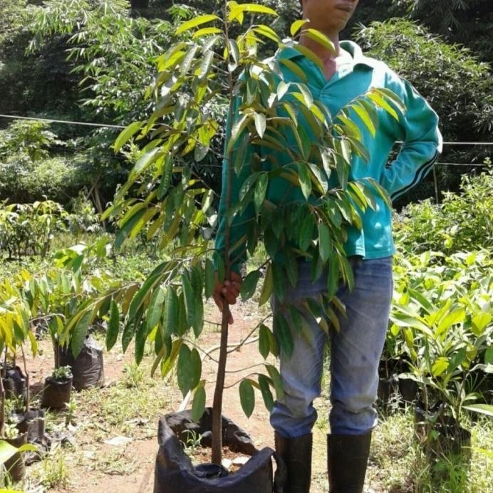 

Terlaris Bibit Durian Musangking Okulasi Tinggi 1,5 Meter Super Batang Besar