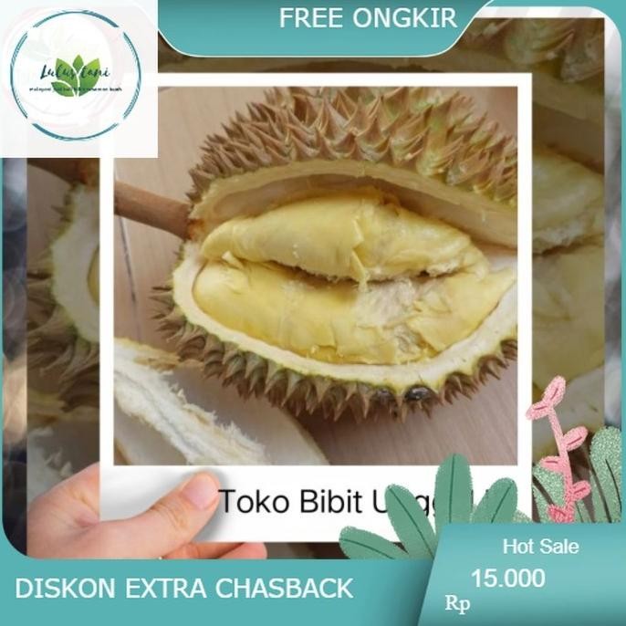 

Terlaris Bibit Durian Montong Super Jumbo Hasil Okulasi Beli 3 Bonus Pupuk