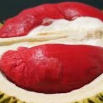 

Terlaris Bibit Durian Merah Banyuwangi Unggul