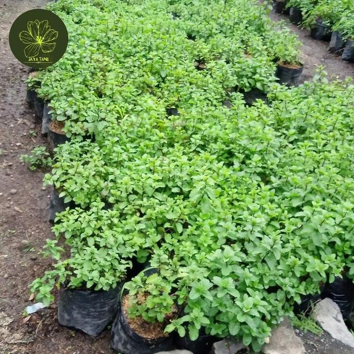 

Terlaris Bibit Tanaman Daun Mint Rimbun