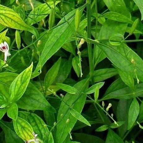 

Terlaris Bibit Tanaman Herbal Sambiloto Banyak Manfaat