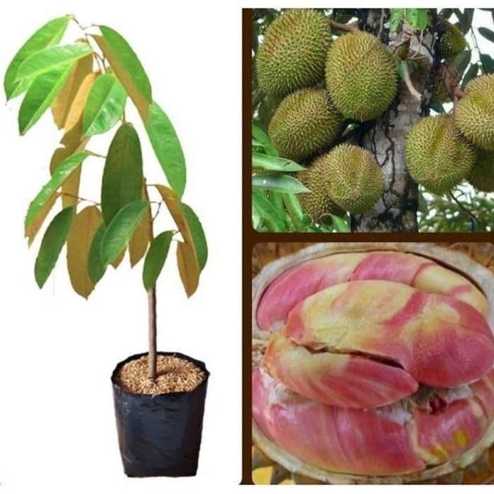 

Terlaris Bibit Durian Pelangi Unggul Cepat Berbuah