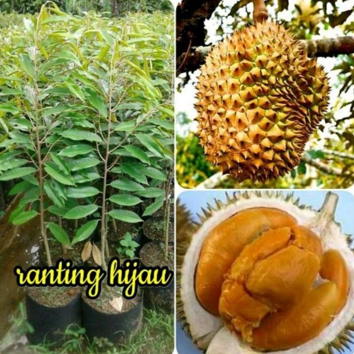 

Terlaris Bibit Buah Durian Duri Hitam