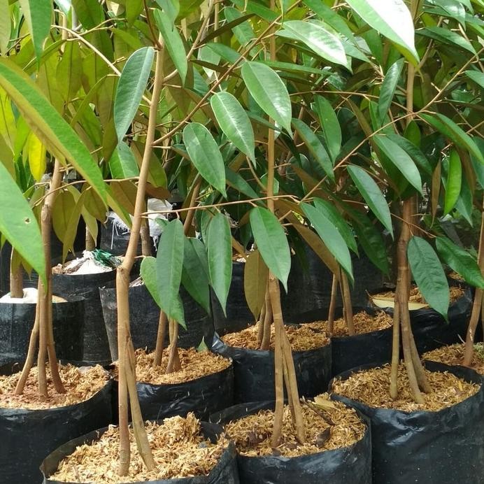 

Terlaris Bibit Tanaman Buah Durian Montong Merah 3 Kaki,, 40Cm