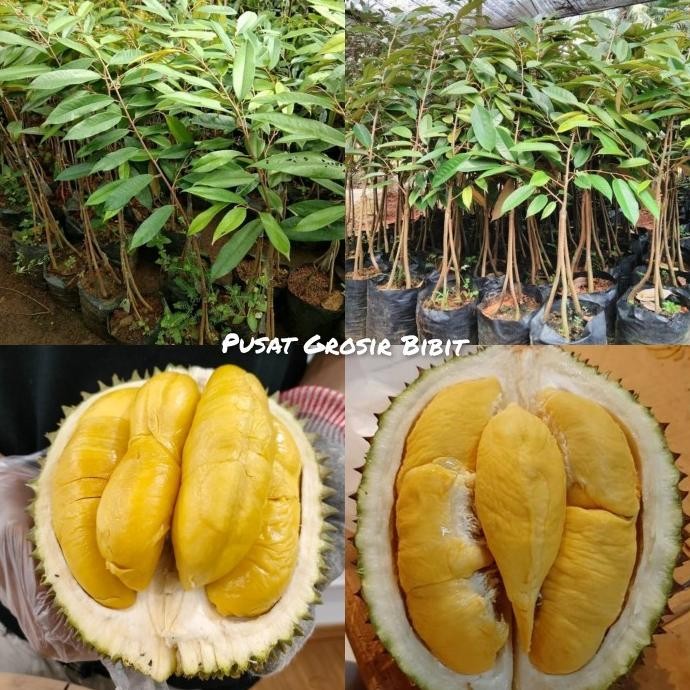 

Terlaris Bibit Durian Musangking Kaki 3