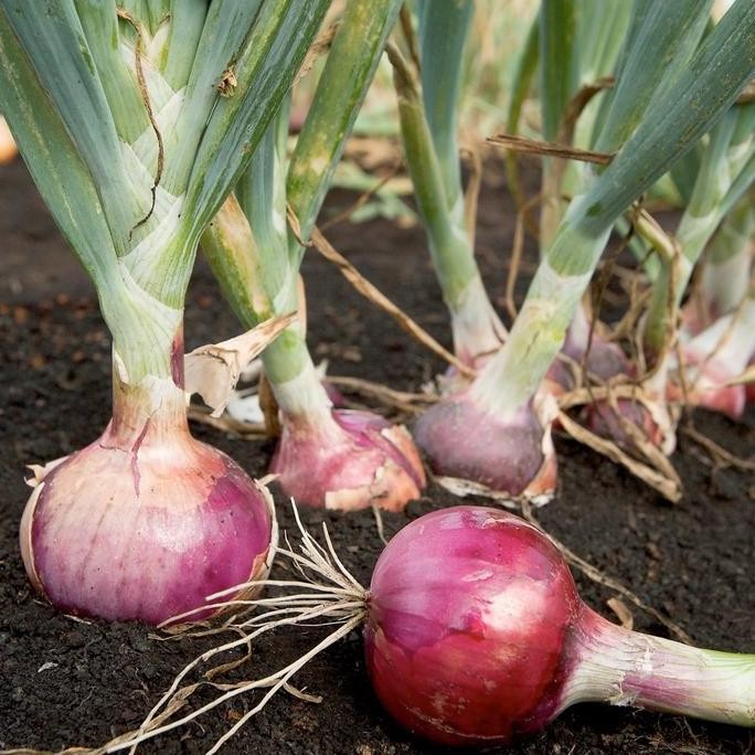 

Terlaris (100 Butir) Bibit Benih Bawang Merah