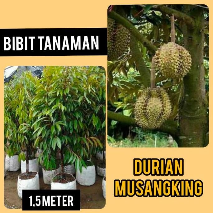 

Terlaris Bibit Durian Musang King 1.5 Meter