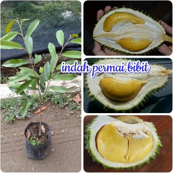 

Terlaris Terbaru Bibit Tan Durian Puang Manee