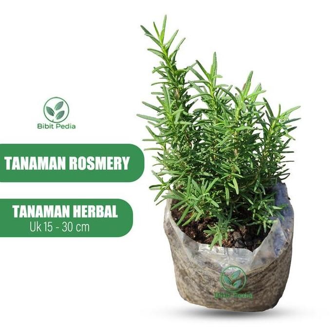 

Terlaris Tanaman Rosemary Rempah Bibit Daun Rosemary Segar Hidup