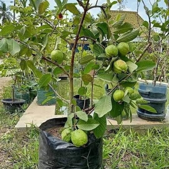 

Terlaris Bibit Jambu Kristal Sudah Berbuah Hasil Cangkok