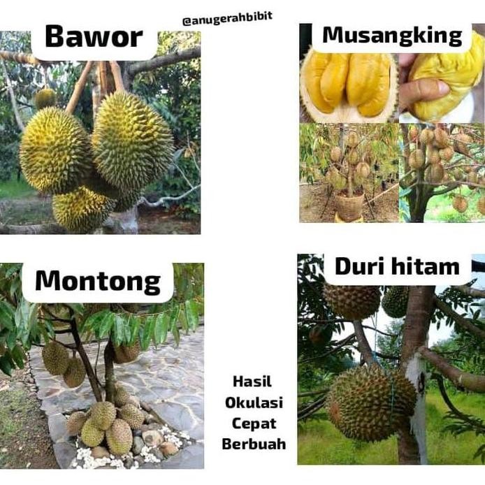 

Terlaris Benih Bibit Durian(Bawor,Musangking,Montong,Duri Hitam)Hasil Okulasi Cepat Berbuah