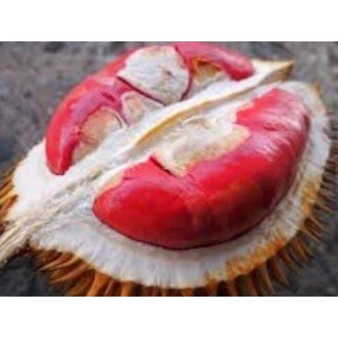 

Terlaris Paket 2 Bibit Tanaman Buah Durian Merah Dan Durian Kuning Emas