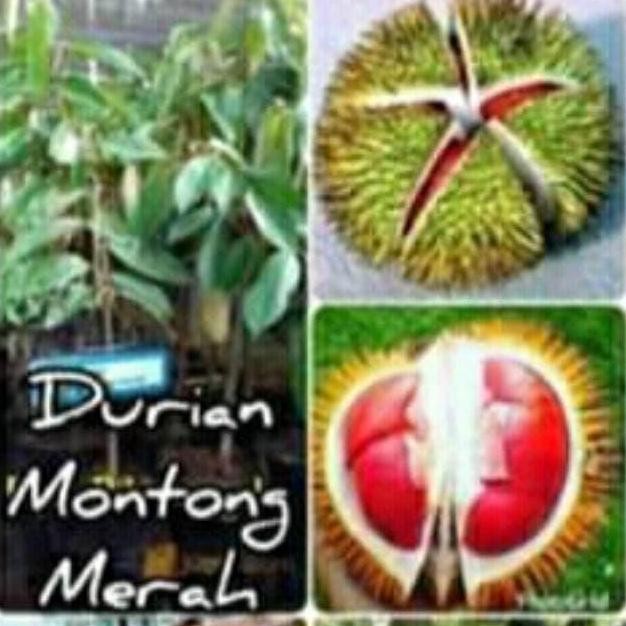 

Terlaris Bibit Durian Montong Merah Super