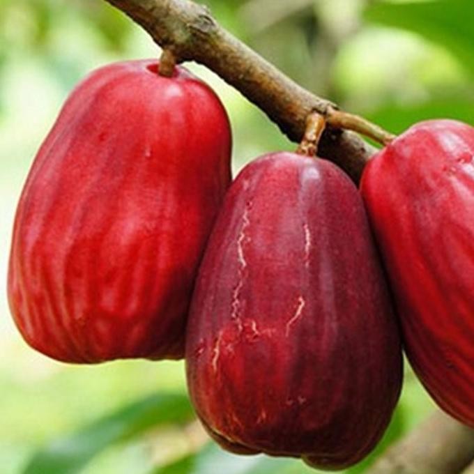 

Terlaris Bibit Jambu Bol Jamaika 60Cm