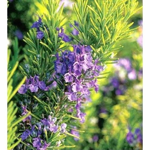 

Terlaris Bibit Bunga Rosemary Tanaman Super Unggul