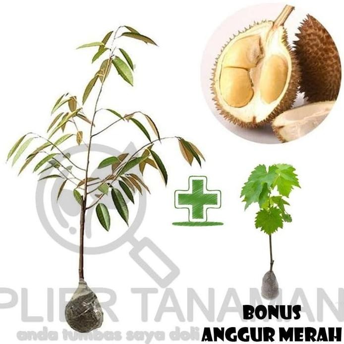 

Terlaris Bibit Buah Durian D24 Bonus Anggur Merah