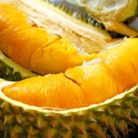 

Terlaris Promo Bibit Durian Musangking Dan Super Tembaga 1M Up