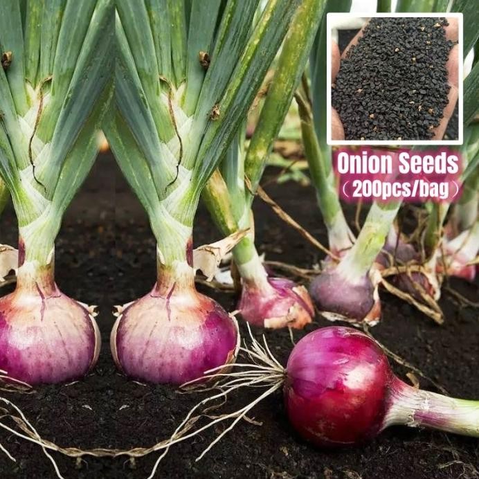 

Terlaris Kwalitas Terjamin- Isi 50 Biji Benih Bawang Merah Bibit Sayuran