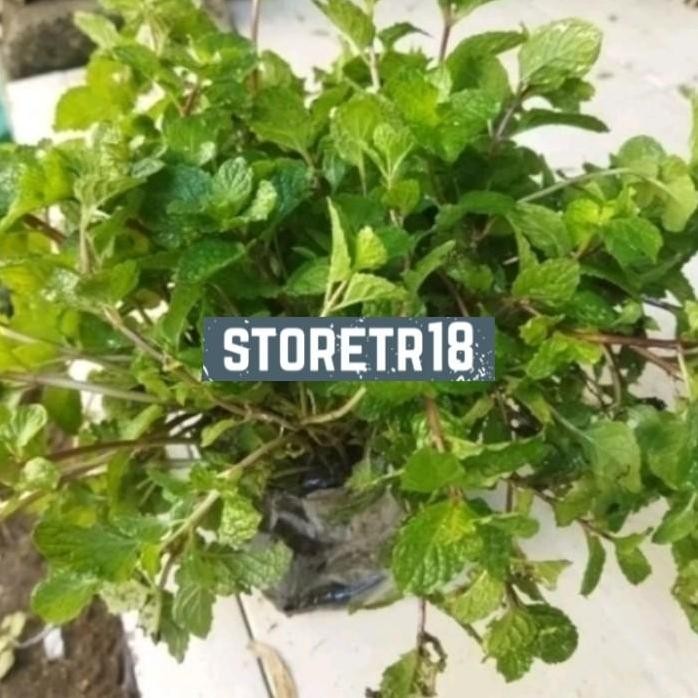 

Terlaris Bibit Daun Mint Hidup Tanaman