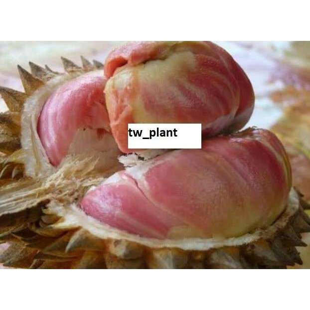 

Terlaris Bibit Durian Pelangi Okulasi Cepat Berbuah