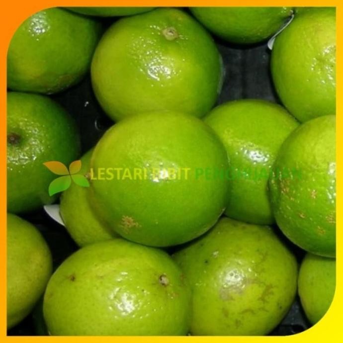 

Terlaris Bibit Tanaman Jeruk Nipis Tinggi 20-40Cm Supeerr