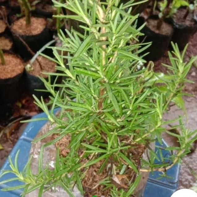 

Terlaris Bibit Tamanan Rosemary