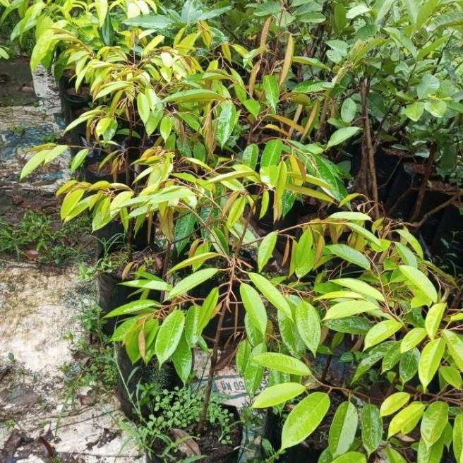 

Terlaris Bibit Durian Bawor Tinggi 70_80Cm