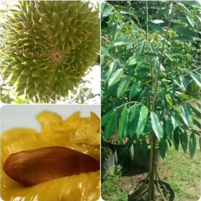 

Terlaris Bibit Buah Durian Musangking Kaki 10 Super Unggul Musang King