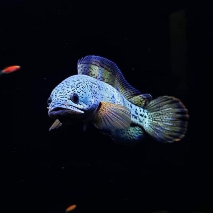 Terlaris Channa Barca 3-6 Cm // Hiasan Aquarium