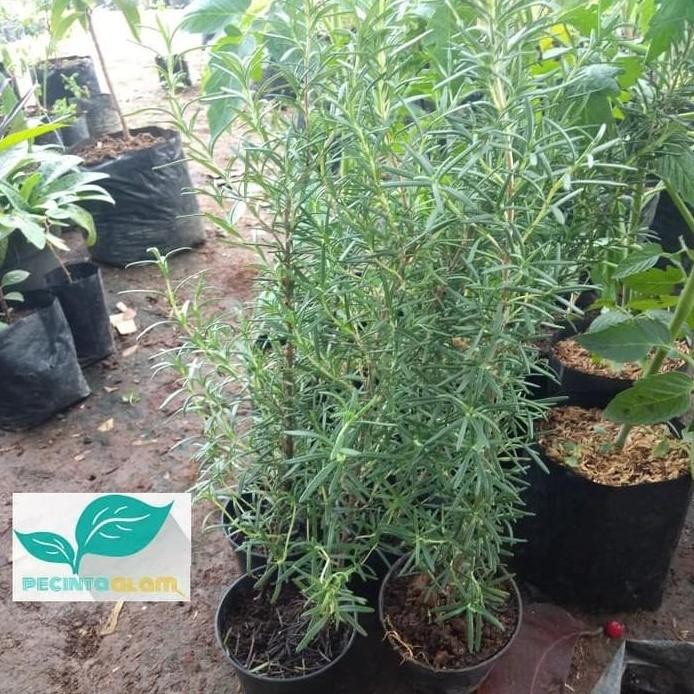 

Terlaris Bibit Pohon Rosemary/Tanaman Rosemary