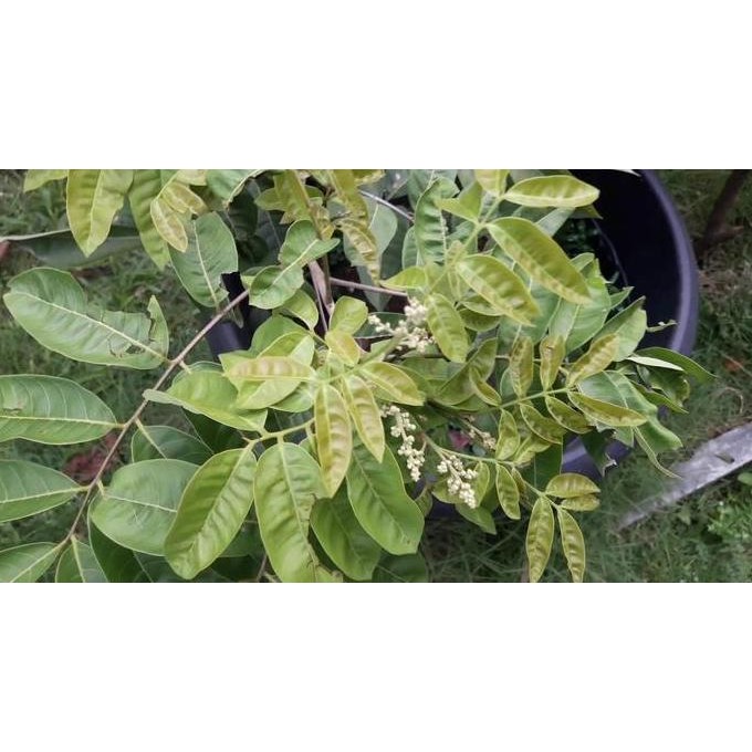 

Terlaris Bibit Tanaman Klengkeng Aroma Durian Unggulan Murah-Bibit Kelengkeng