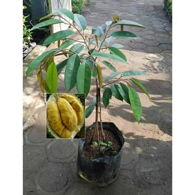 

Terlaris Bibit Buah Durian Bawor Super Jumbo Kaki 3 Bisa Berbuah Dalam Pot